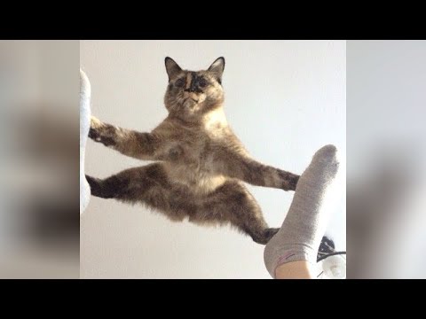 It&#039;s TIME for SUPER LAUGH! - Best FUNNY CAT videos