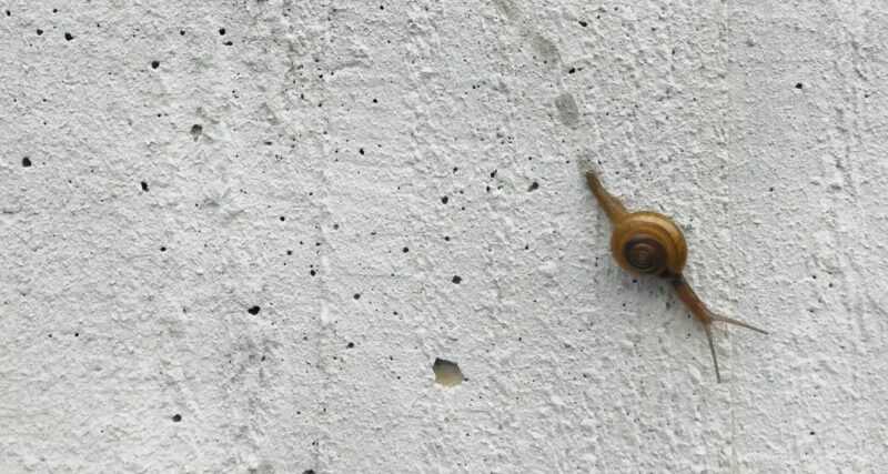 Featured image for article: In defence of slow thinking
